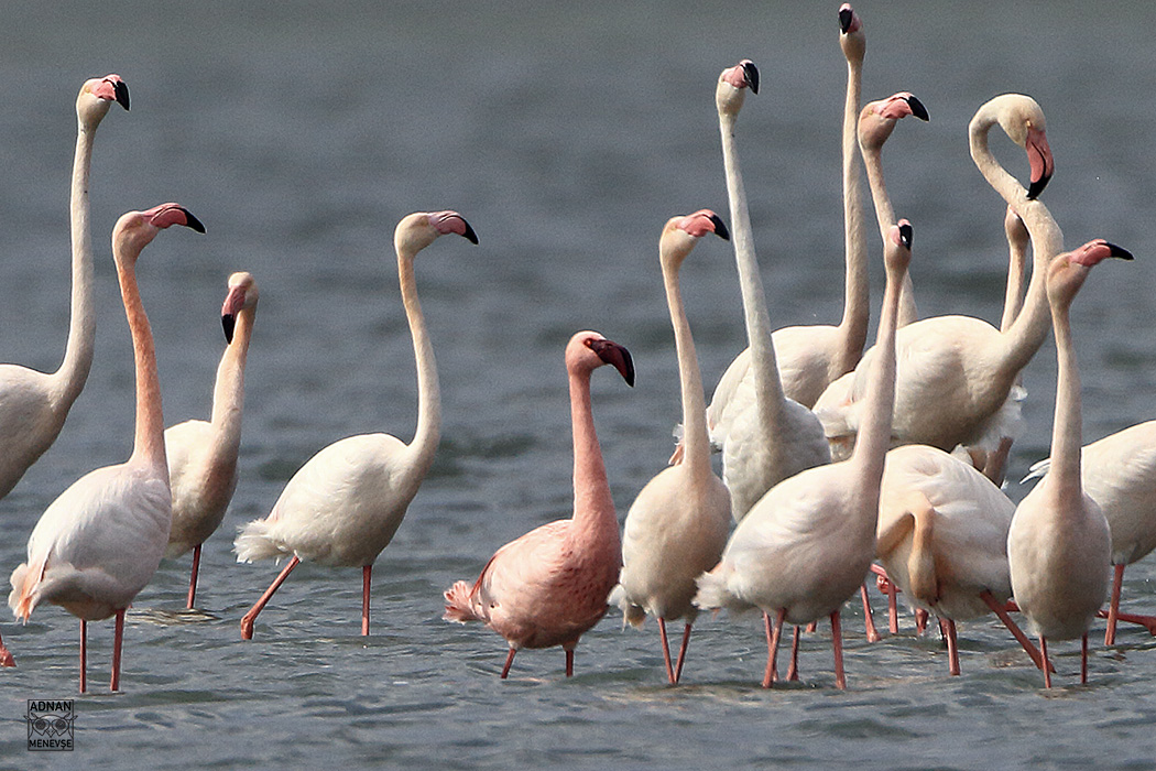 Lesser Flamingo